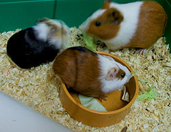 Setting Up a Guinea Pig Home