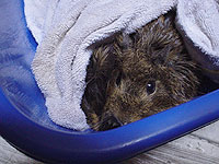 Guinea Pigs Bathing