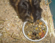 Cavy feeding requirements