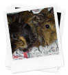 Guinea Pigs Pictures