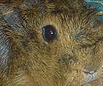 Guinea Pigs Life Span and Vision