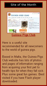 Guinea Pigs Club awarded site of the month from 'Comfy Cavies'